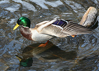 mallard duck stretching wing